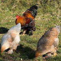 Tris brahma perniciato oro