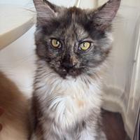 Cuccioli Maine Coon