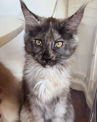 Cuccioli Maine Coon
