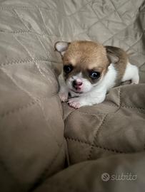 Chihuahua mini toy