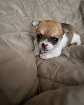 Chihuahua mini toy