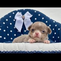 Mini cuccioli chihuahua