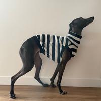 Maglia levriero italiano