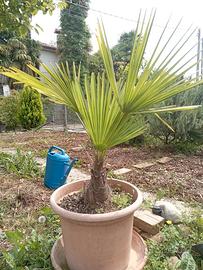 Palma da giardino 