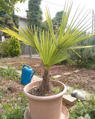 Palma da giardino 