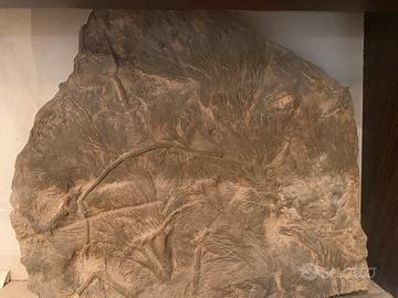 Piante fossili