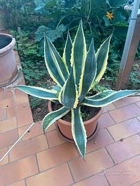 Piante di agave variegato in vaso