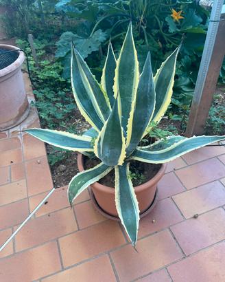 Piante di agave variegato in vaso