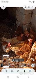 Galline