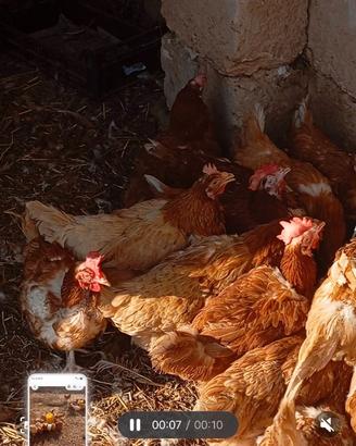 Galline