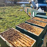 Nuclei 6 telai forti