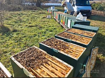 Nuclei 6 telai forti