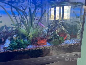 Acquario Cayman 250 Litri