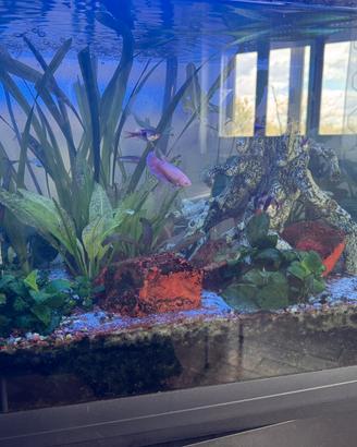 Acquario Cayman 250 Litri