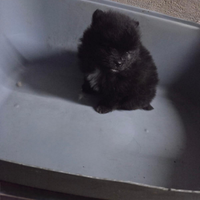 Spitz di Pomerania toy