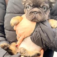 Bulldog francese fluffy