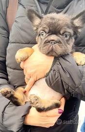 Bulldog francese fluffy