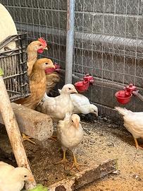 Galline Bionda Piemontese
