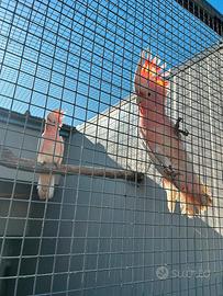 Coppia Pappagalli Cacatua Leadbeateri 2025