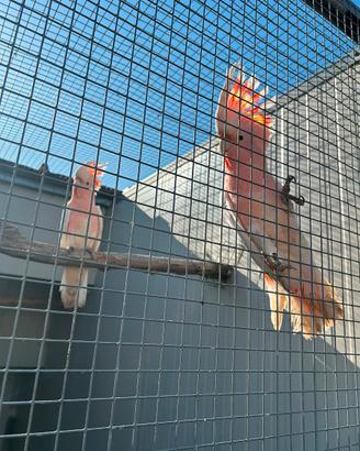 Coppia Pappagalli Cacatua Leadbeateri 2025