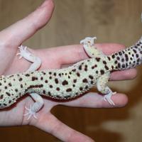Geco leopardino