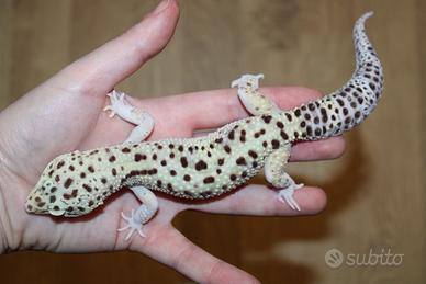 Geco leopardino