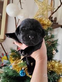 Labrador miele e neri con pedigree