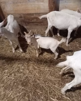 becchetto nano 