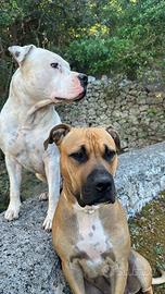 Amstaff cuccioli