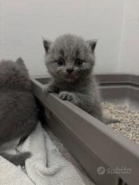 British shorthair