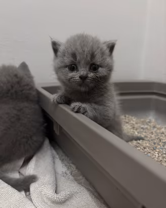 British shorthair