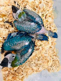 Pulli di ara blu e giallo