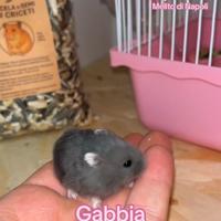 Criceto con gabbia e