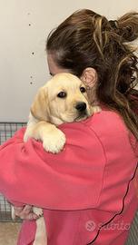 Cuccioli Labrador
