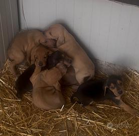 Cuccioli Segugio Italiano