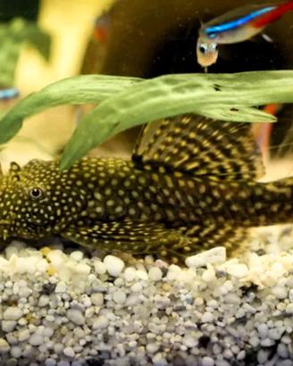 Ancistrus ancestrale
