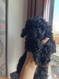 Cuccioli Barboncino nero