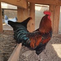 Galline e galli Marans