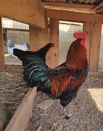Galline e galli Marans