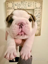 Bulldog inglese