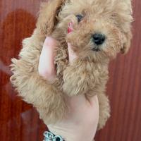 Barboncina femmina Toy