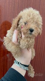 Barboncina femmina Toy