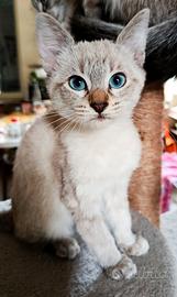 animali gatti