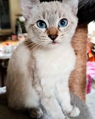 animali gatti