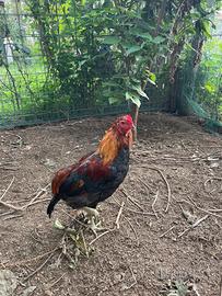 Gallo Araucana