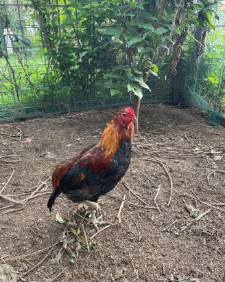 Gallo Araucana
