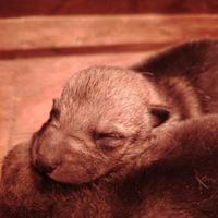 Cuccioli lupo cecoslovacco