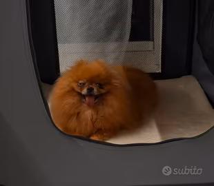 Spitz Tedesca Nana