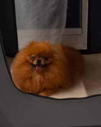 Spitz Tedesca Nana