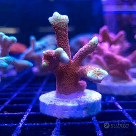 Montipora rossa forest Fire